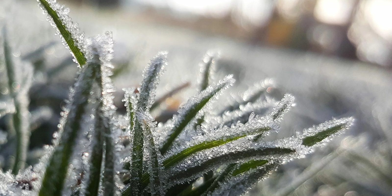 Winter Lawn Care 